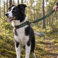 Border collie i tallskogen med matchande halsband och koppel med namnet Sixten