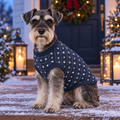 Dvärgschnauzer på snöig veranda i stickad jultröja Vinternatt