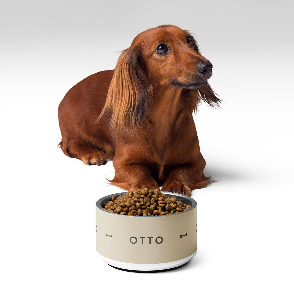 Tax bredvid en matskål i Havre med namnet Otto