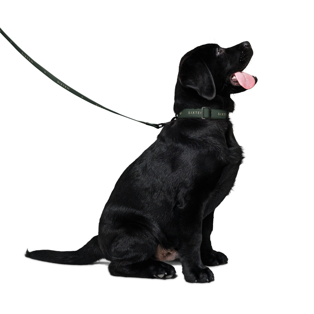Labrador med halsband och koppel i Skog