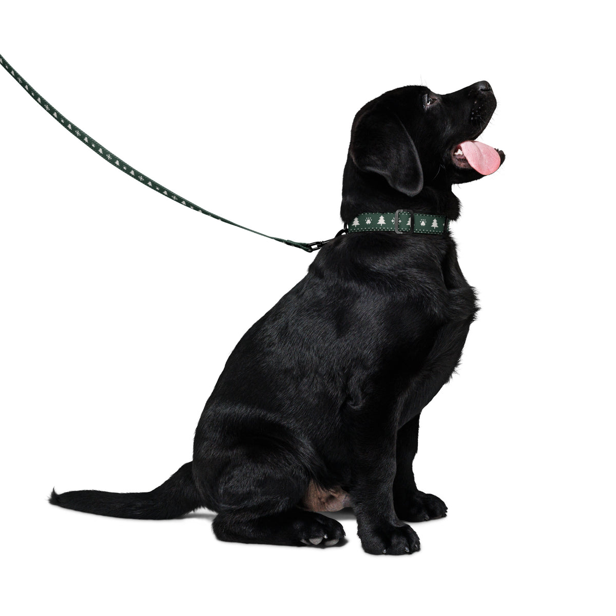 Hund med julsetet i Granskog