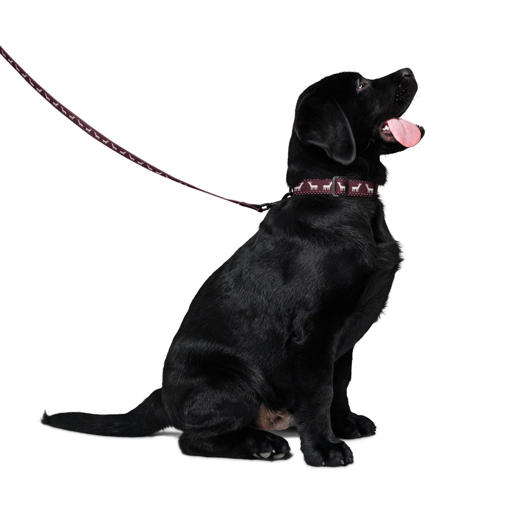 Hund med julsetet i Glögg