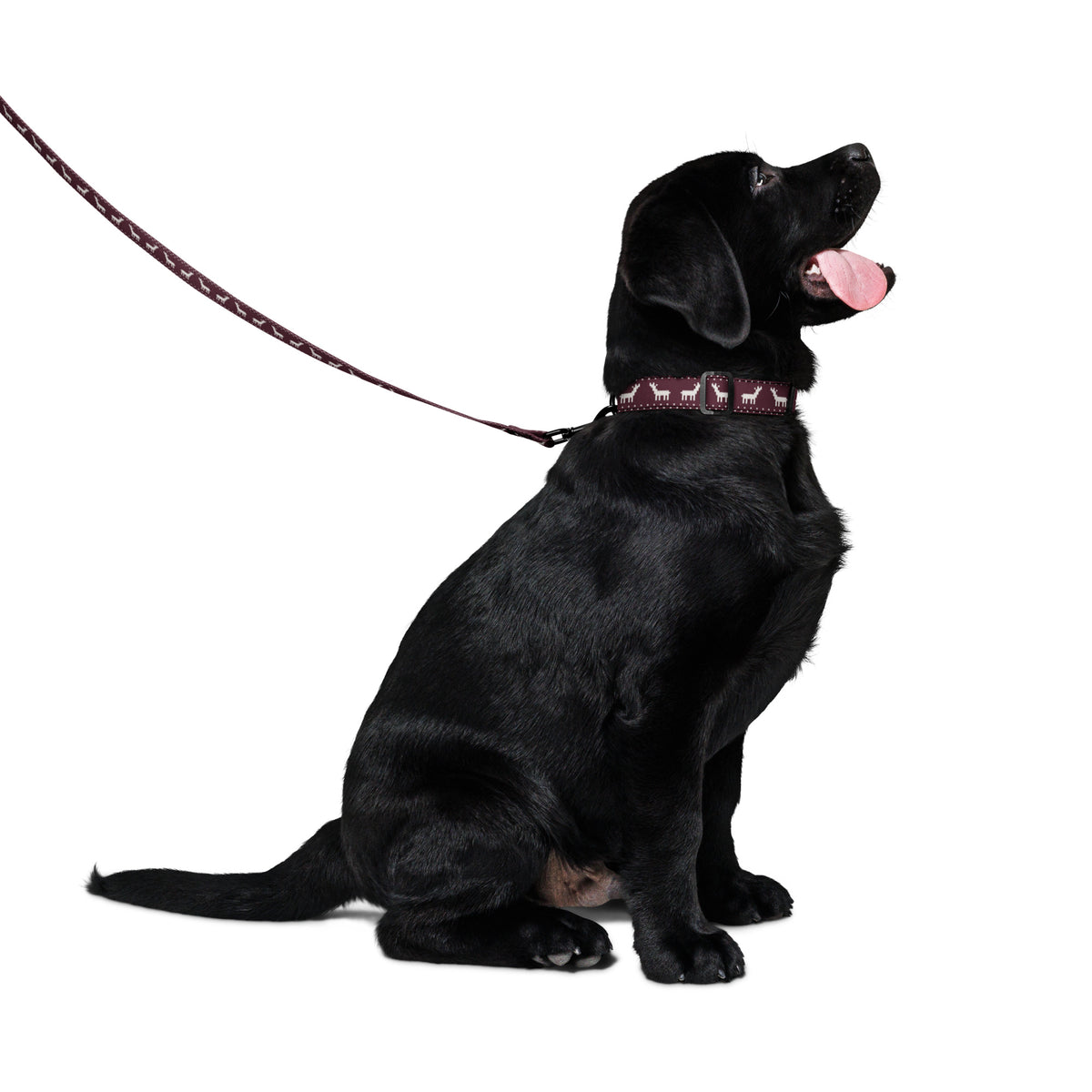 Hund med julsetet i Glögg