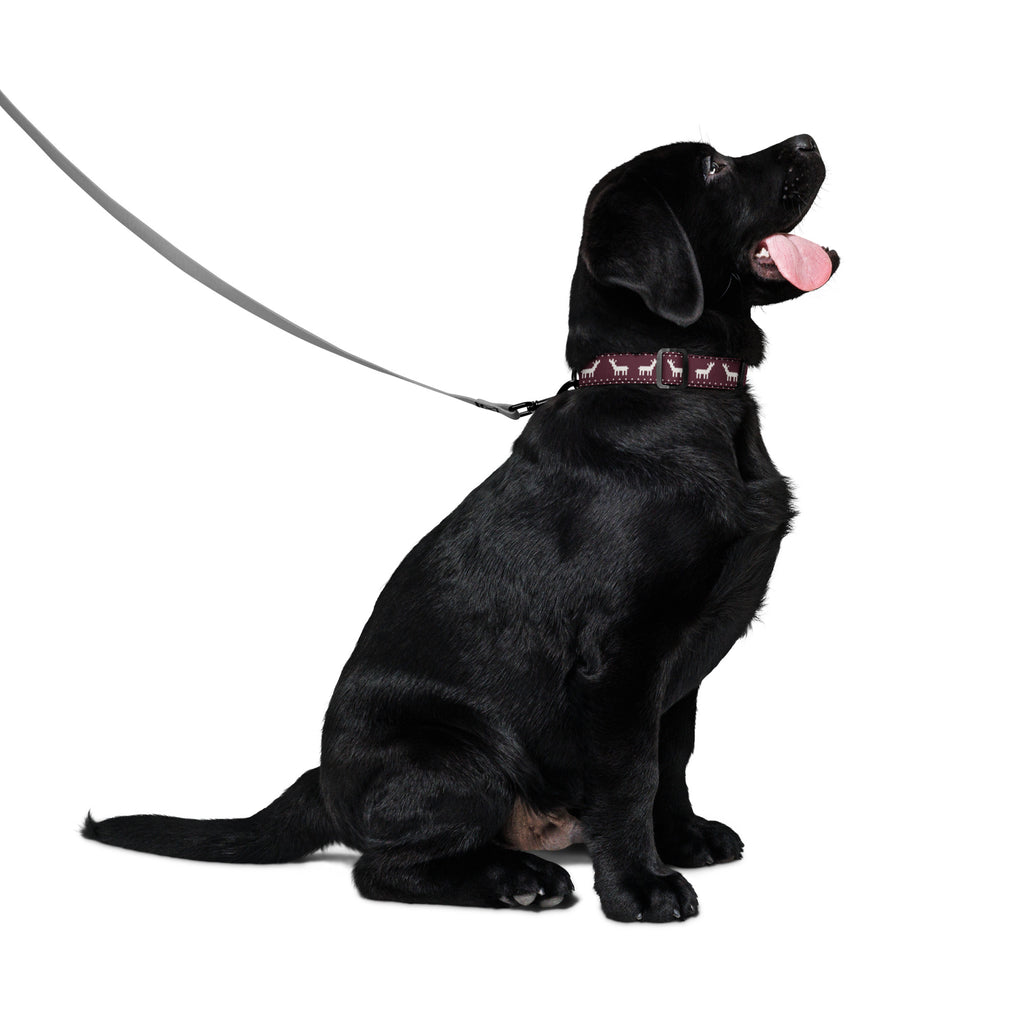 Hund med julhalsband i Glögg