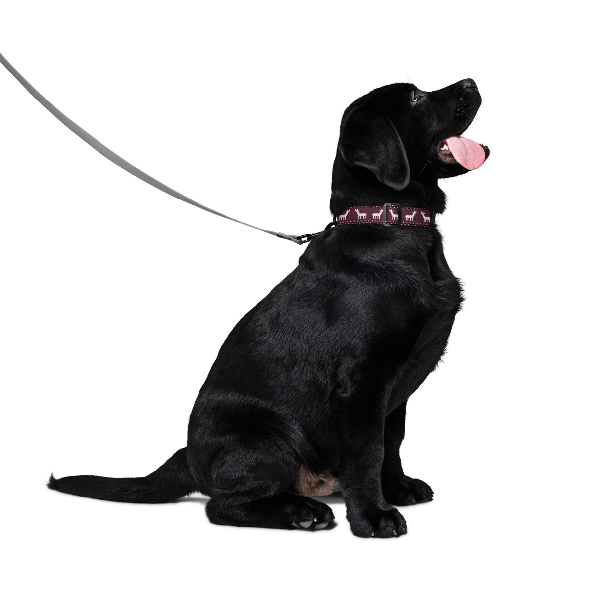 Hund med julhalsband i Glögg